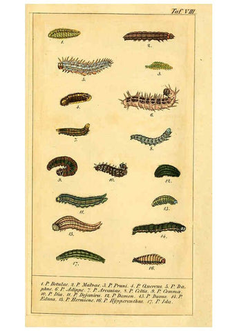 Reproducción/Reproduction 6029996504: Chronologischer Raupenkalender, oder, Naturgeschichte der europäischen Raupen Berlin :Im Verlage von Theodor Bade,1837