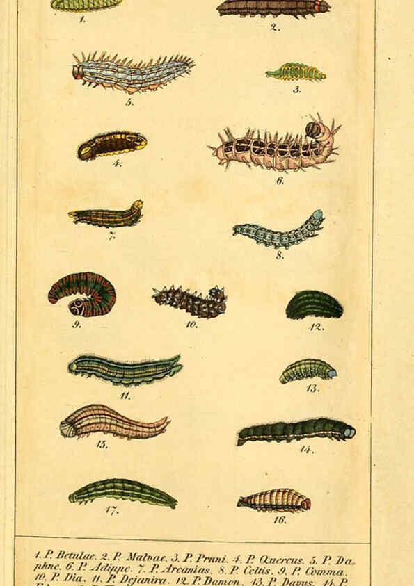 Reproducción/Reproduction 6029996504: Chronologischer Raupenkalender, oder, Naturgeschichte der europäischen Raupen Berlin :Im Verlage von Theodor Bade,1837