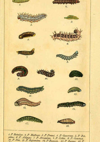 Reproducción/Reproduction 6029996504: Chronologischer Raupenkalender, oder, Naturgeschichte der europäischen Raupen Berlin :Im Verlage von Theodor Bade,1837