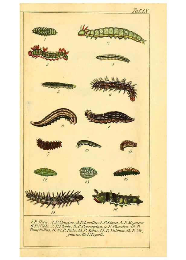 Reproducción/Reproduction 6029996722: Chronologischer Raupenkalender, oder, Naturgeschichte der europäischen Raupen Berlin :Im Verlage von Theodor Bade,1837