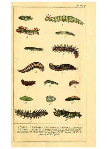 Reproducción/Reproduction 6029996722: Chronologischer Raupenkalender, oder, Naturgeschichte der europäischen Raupen Berlin :Im Verlage von Theodor Bade,1837