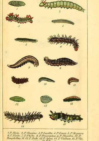 Reproducción/Reproduction 6029996722: Chronologischer Raupenkalender, oder, Naturgeschichte der europäischen Raupen Berlin :Im Verlage von Theodor Bade,1837