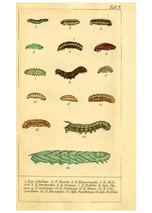 Reproducción/Reproduction 6029442089: Chronologischer Raupenkalender, oder, Naturgeschichte der europäischen Raupen Berlin :Im Verlage von Theodor Bade,1837