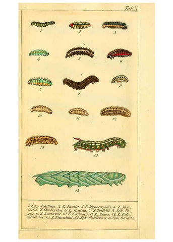 Reproducción/Reproduction 6029442089: Chronologischer Raupenkalender, oder, Naturgeschichte der europäischen Raupen Berlin :Im Verlage von Theodor Bade,1837
