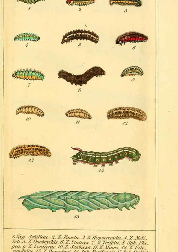 Reproducción/Reproduction 6029442089: Chronologischer Raupenkalender, oder, Naturgeschichte der europäischen Raupen Berlin :Im Verlage von Theodor Bade,1837