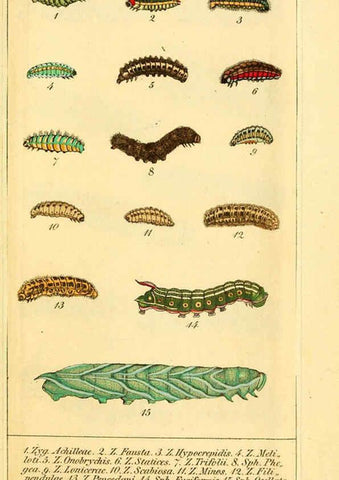 Reproducción/Reproduction 6029442089: Chronologischer Raupenkalender, oder, Naturgeschichte der europäischen Raupen Berlin :Im Verlage von Theodor Bade,1837