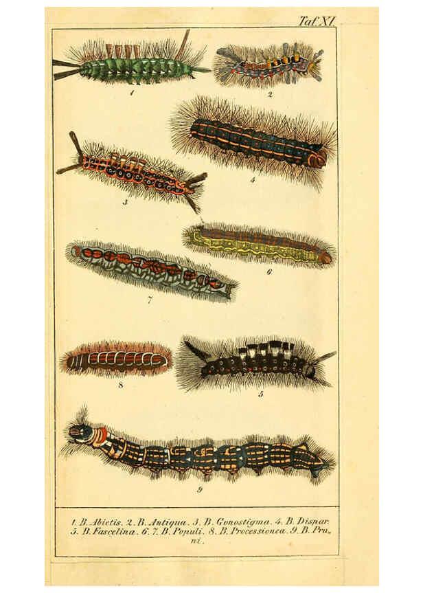 Reproducción/Reproduction 6029997210: Chronologischer Raupenkalender, oder, Naturgeschichte der europäischen Raupen Berlin :Im Verlage von Theodor Bade,1837
