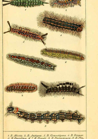 Reproducción/Reproduction 6029997210: Chronologischer Raupenkalender, oder, Naturgeschichte der europäischen Raupen Berlin :Im Verlage von Theodor Bade,1837