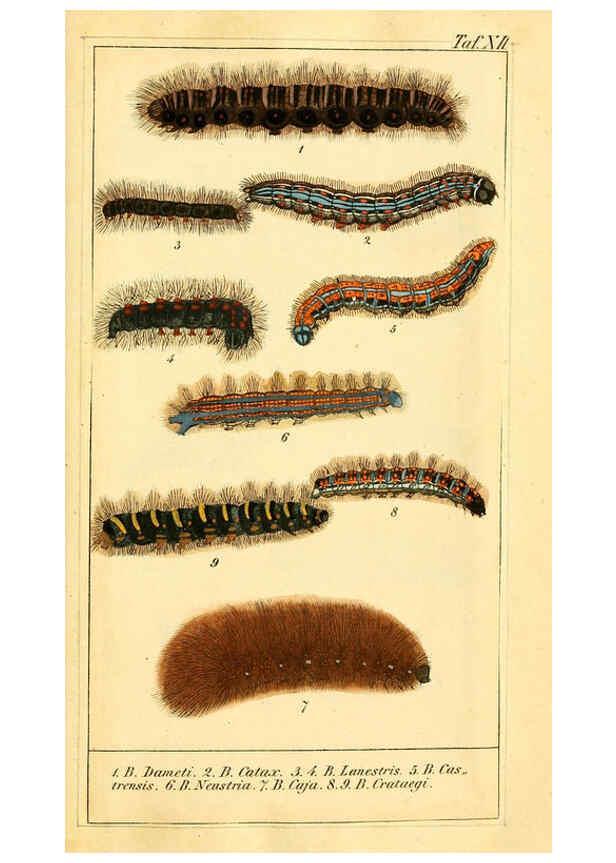 Reproducción/Reproduction 6029997438: Chronologischer Raupenkalender, oder, Naturgeschichte der europäischen Raupen Berlin :Im Verlage von Theodor Bade,1837