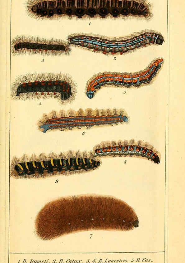 Reproducción/Reproduction 6029997438: Chronologischer Raupenkalender, oder, Naturgeschichte der europäischen Raupen Berlin :Im Verlage von Theodor Bade,1837