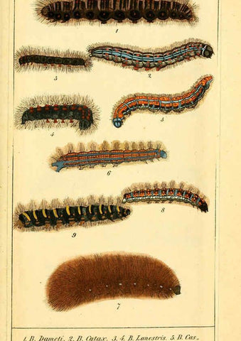 Reproducción/Reproduction 6029997438: Chronologischer Raupenkalender, oder, Naturgeschichte der europäischen Raupen Berlin :Im Verlage von Theodor Bade,1837
