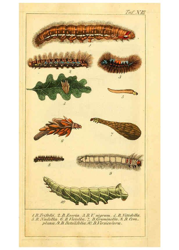 Reproducción/Reproduction 6029997640: Chronologischer Raupenkalender, oder, Naturgeschichte der europäischen Raupen Berlin :Im Verlage von Theodor Bade,1837