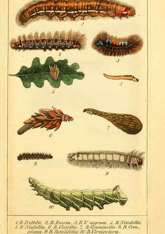 Reproducción/Reproduction 6029997640: Chronologischer Raupenkalender, oder, Naturgeschichte der europäischen Raupen Berlin :Im Verlage von Theodor Bade,1837
