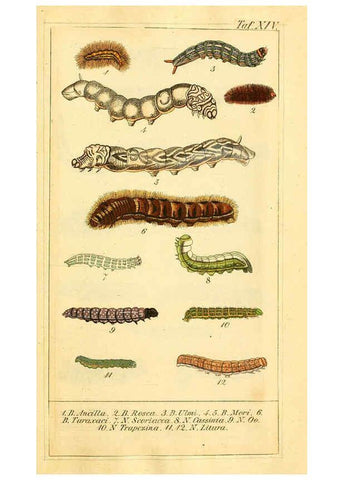 Reproducción/Reproduction 6029997960: Chronologischer Raupenkalender, oder, Naturgeschichte der europäischen Raupen Berlin :Im Verlage von Theodor Bade,1837