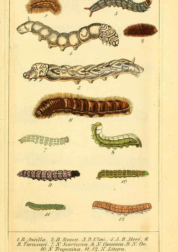 Reproducción/Reproduction 6029997960: Chronologischer Raupenkalender, oder, Naturgeschichte der europäischen Raupen Berlin :Im Verlage von Theodor Bade,1837
