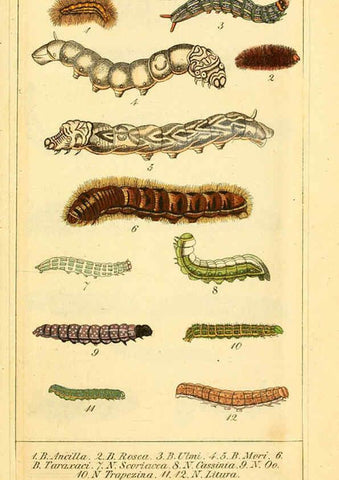 Reproducción/Reproduction 6029997960: Chronologischer Raupenkalender, oder, Naturgeschichte der europäischen Raupen Berlin :Im Verlage von Theodor Bade,1837