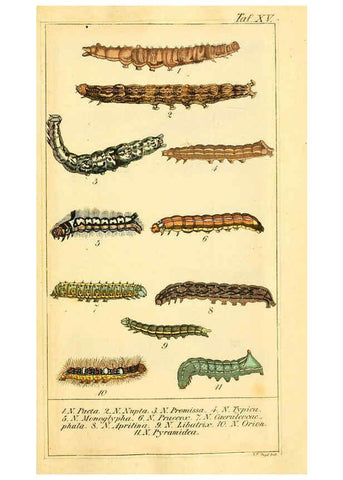 Reproducción/Reproduction 6029998252: Chronologischer Raupenkalender, oder, Naturgeschichte der europäischen Raupen Berlin :Im Verlage von Theodor Bade,1837