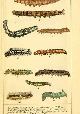 Reproducción/Reproduction 6029998252: Chronologischer Raupenkalender, oder, Naturgeschichte der europäischen Raupen Berlin :Im Verlage von Theodor Bade,1837