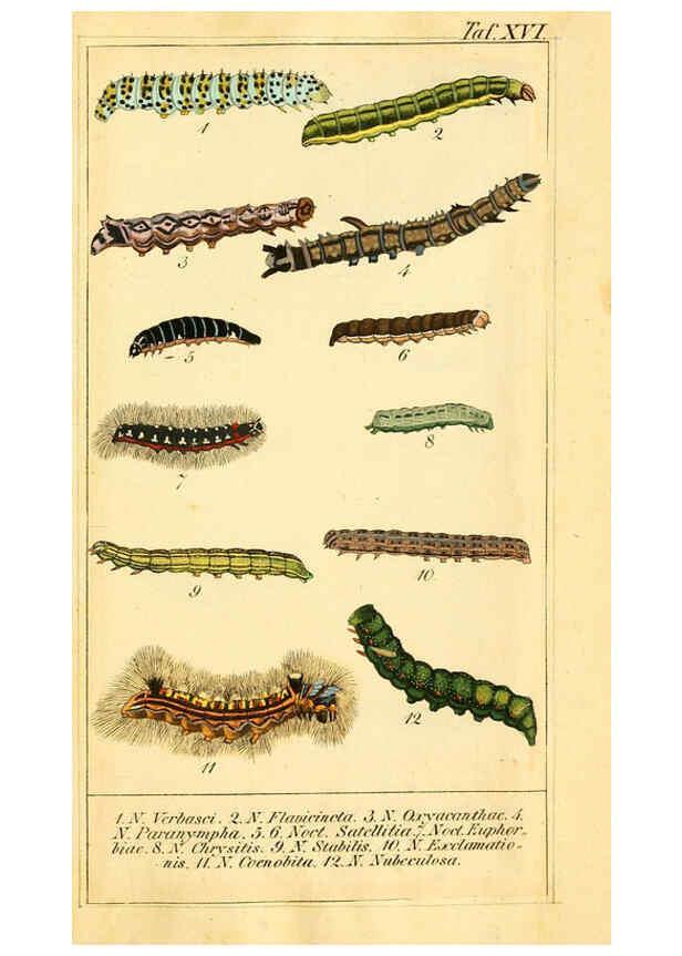 Reproducción/Reproduction 6029998596: Chronologischer Raupenkalender, oder, Naturgeschichte der europäischen Raupen Berlin :Im Verlage von Theodor Bade,1837