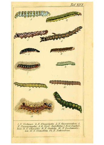 Reproducción/Reproduction 6029998596: Chronologischer Raupenkalender, oder, Naturgeschichte der europäischen Raupen Berlin :Im Verlage von Theodor Bade,1837