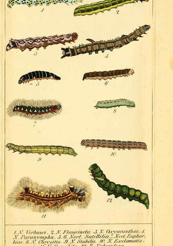 Reproducción/Reproduction 6029998596: Chronologischer Raupenkalender, oder, Naturgeschichte der europäischen Raupen Berlin :Im Verlage von Theodor Bade,1837