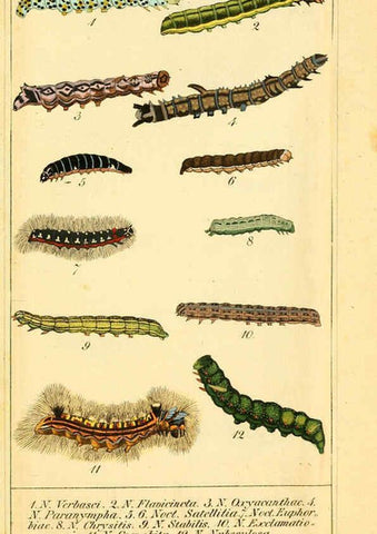 Reproducción/Reproduction 6029998596: Chronologischer Raupenkalender, oder, Naturgeschichte der europäischen Raupen Berlin :Im Verlage von Theodor Bade,1837