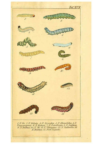 Reproducción/Reproduction 6029443929: Chronologischer Raupenkalender, oder, Naturgeschichte der europäischen Raupen Berlin :Im Verlage von Theodor Bade,1837