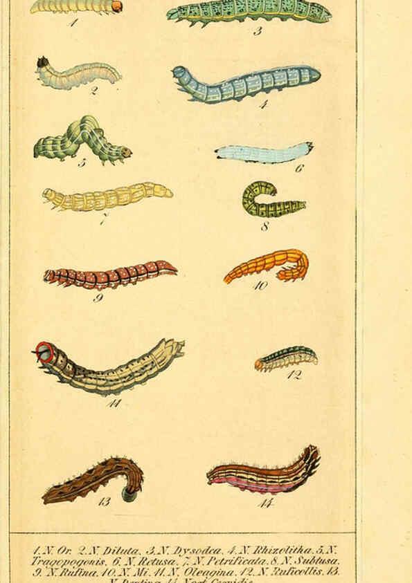 Reproducción/Reproduction 6029443929: Chronologischer Raupenkalender, oder, Naturgeschichte der europäischen Raupen Berlin :Im Verlage von Theodor Bade,1837
