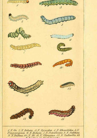 Reproducción/Reproduction 6029443929: Chronologischer Raupenkalender, oder, Naturgeschichte der europäischen Raupen Berlin :Im Verlage von Theodor Bade,1837