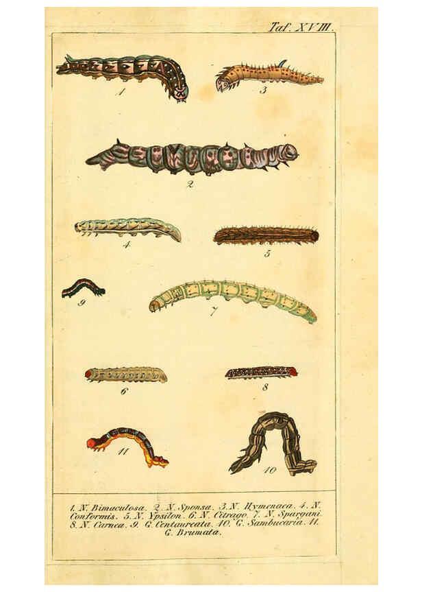 Reproducción/Reproduction 6029444277: Chronologischer Raupenkalender, oder, Naturgeschichte der europäischen Raupen Berlin :Im Verlage von Theodor Bade,1837