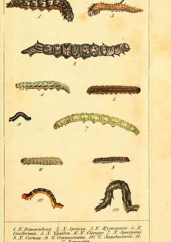 Reproducción/Reproduction 6029444277: Chronologischer Raupenkalender, oder, Naturgeschichte der europäischen Raupen Berlin :Im Verlage von Theodor Bade,1837