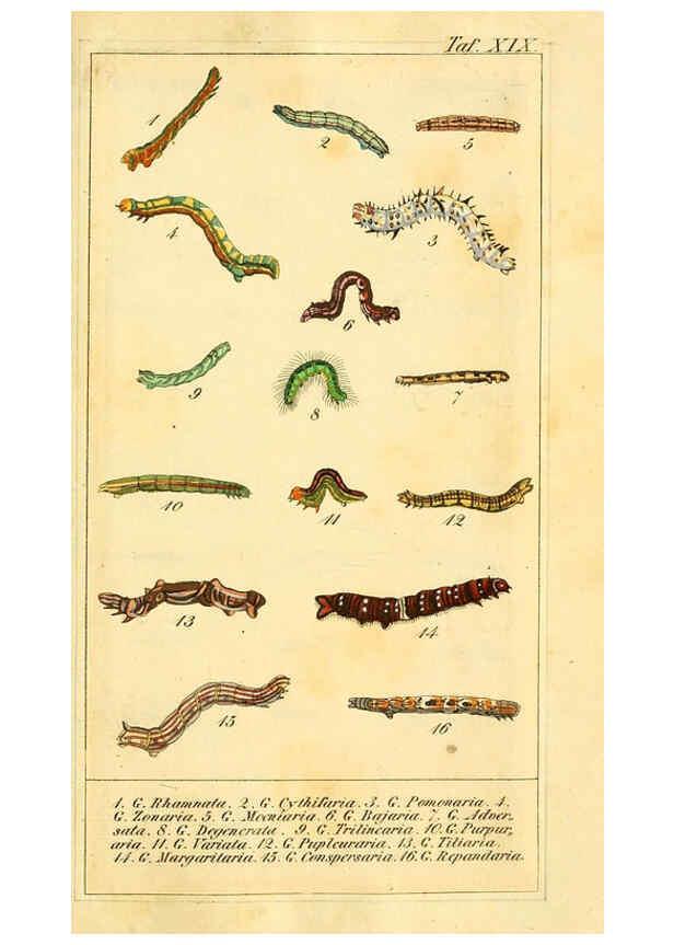 Reproducción/Reproduction 6029444449: Chronologischer Raupenkalender, oder, Naturgeschichte der europäischen Raupen Berlin :Im Verlage von Theodor Bade,1837