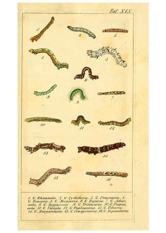 Reproducción/Reproduction 6029444449: Chronologischer Raupenkalender, oder, Naturgeschichte der europäischen Raupen Berlin :Im Verlage von Theodor Bade,1837