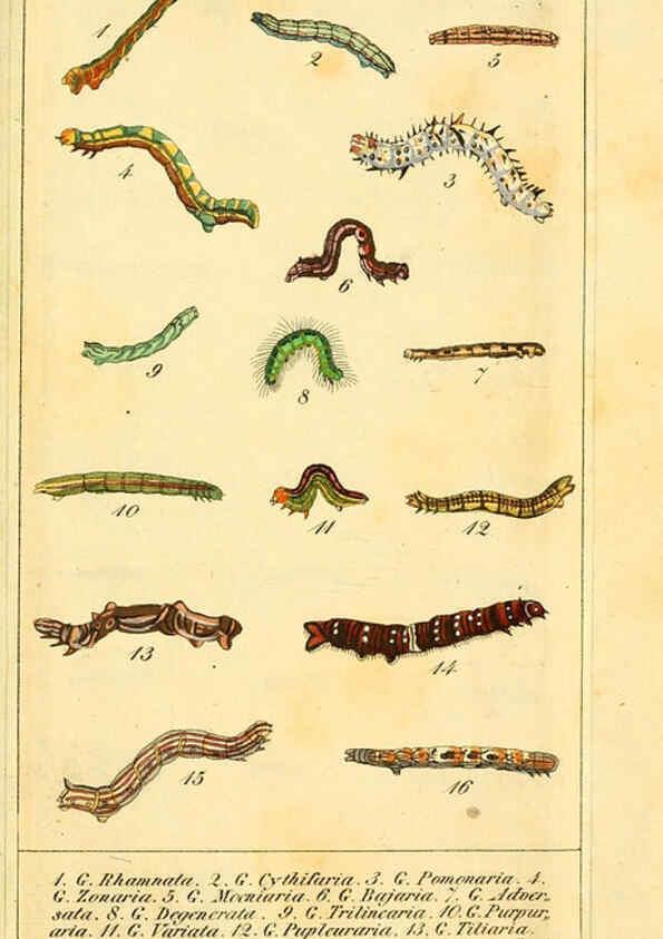 Reproducción/Reproduction 6029444449: Chronologischer Raupenkalender, oder, Naturgeschichte der europäischen Raupen Berlin :Im Verlage von Theodor Bade,1837