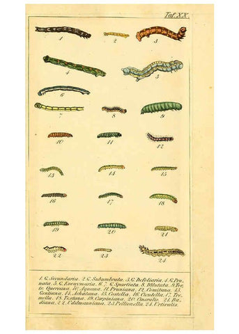 Reproducción/Reproduction 6029444773: Chronologischer Raupenkalender, oder, Naturgeschichte der europäischen Raupen Berlin :Im Verlage von Theodor Bade,1837