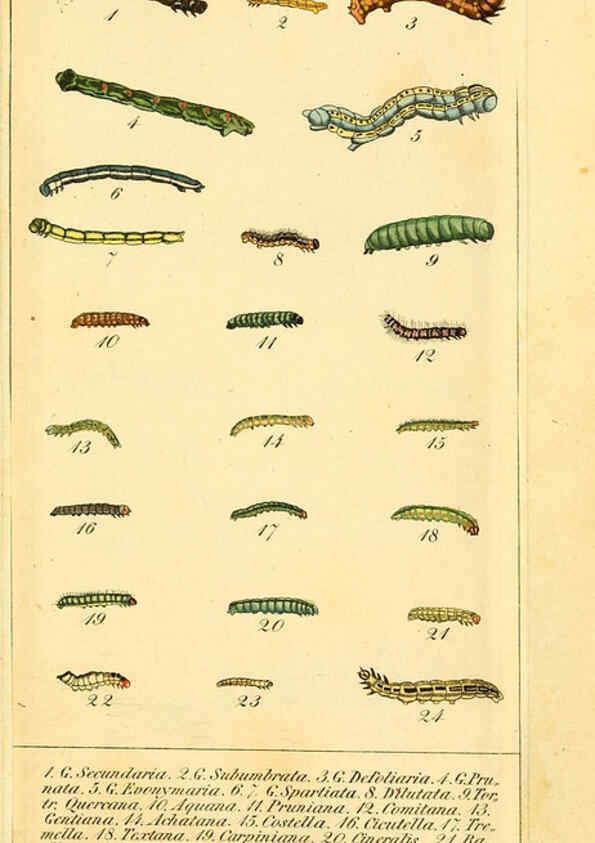 Reproducción/Reproduction 6029444773: Chronologischer Raupenkalender, oder, Naturgeschichte der europäischen Raupen Berlin :Im Verlage von Theodor Bade,1837