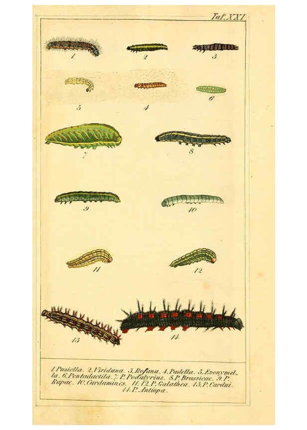 Reproducción/Reproduction 6029445041: Chronologischer Raupenkalender, oder, Naturgeschichte der europäischen Raupen Berlin :Im Verlage von Theodor Bade,1837