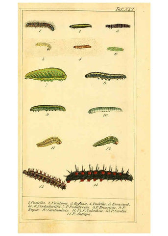 Reproducción/Reproduction 6029445041: Chronologischer Raupenkalender, oder, Naturgeschichte der europäischen Raupen Berlin :Im Verlage von Theodor Bade,1837