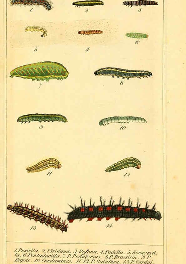 Reproducción/Reproduction 6029445041: Chronologischer Raupenkalender, oder, Naturgeschichte der europäischen Raupen Berlin :Im Verlage von Theodor Bade,1837