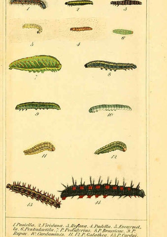 Reproducción/Reproduction 6029445041: Chronologischer Raupenkalender, oder, Naturgeschichte der europäischen Raupen Berlin :Im Verlage von Theodor Bade,1837