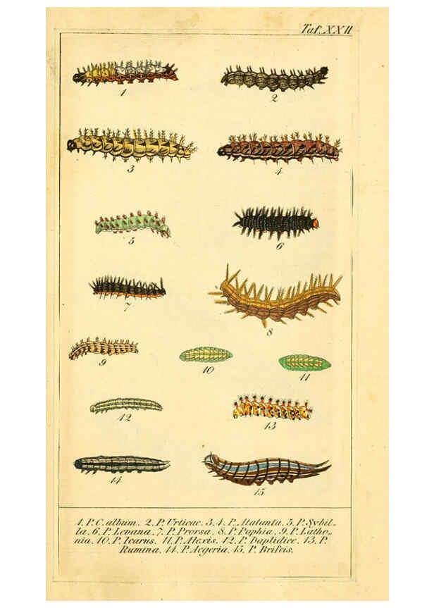 Reproducción/Reproduction 6030000254: Chronologischer Raupenkalender, oder, Naturgeschichte der europäischen Raupen Berlin :Im Verlage von Theodor Bade,1837