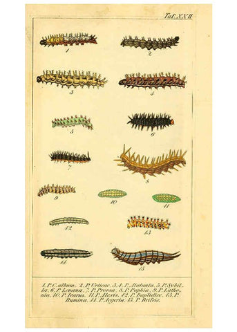 Reproducción/Reproduction 6030000254: Chronologischer Raupenkalender, oder, Naturgeschichte der europäischen Raupen Berlin :Im Verlage von Theodor Bade,1837