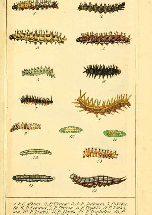 Reproducción/Reproduction 6030000254: Chronologischer Raupenkalender, oder, Naturgeschichte der europäischen Raupen Berlin :Im Verlage von Theodor Bade,1837