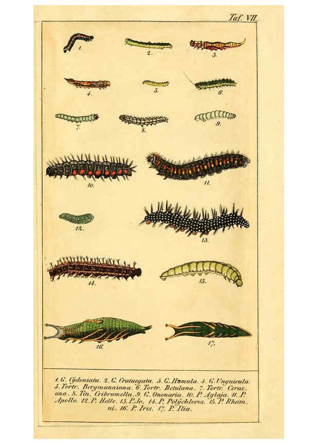 Reproducción/Reproduction 6029441397: Chronologischer Raupenkalender, oder, Naturgeschichte der europäischen Raupen Berlin :Im Verlage von Theodor Bade,1837