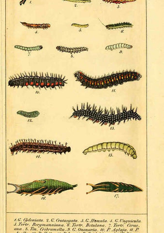 Reproducción/Reproduction 6029441397: Chronologischer Raupenkalender, oder, Naturgeschichte der europäischen Raupen Berlin :Im Verlage von Theodor Bade,1837