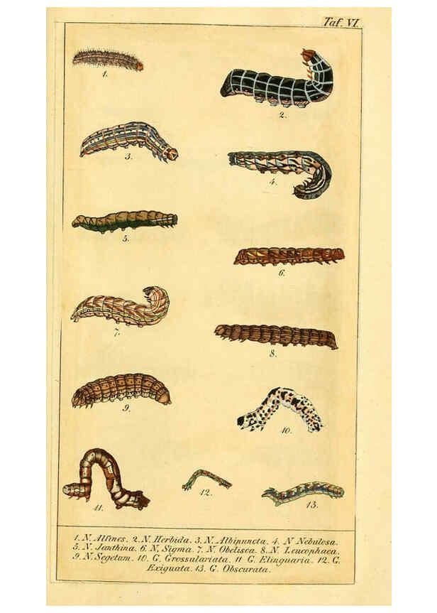 Reproducción/Reproduction 6029441093: Chronologischer Raupenkalender, oder, Naturgeschichte der europäischen Raupen Berlin :Im Verlage von Theodor Bade,1837