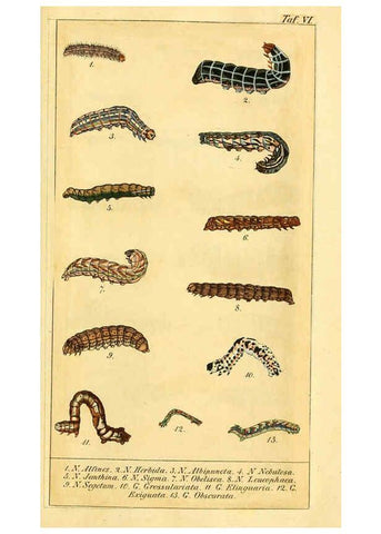 Reproducción/Reproduction 6029441093: Chronologischer Raupenkalender, oder, Naturgeschichte der europäischen Raupen Berlin :Im Verlage von Theodor Bade,1837
