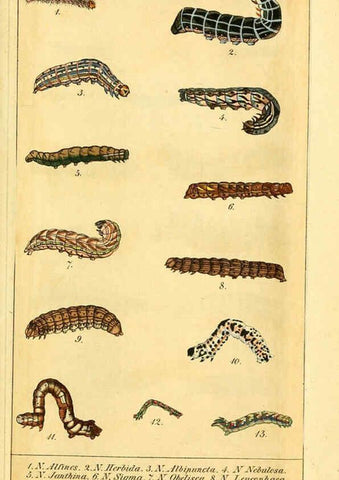 Reproducción/Reproduction 6029441093: Chronologischer Raupenkalender, oder, Naturgeschichte der europäischen Raupen Berlin :Im Verlage von Theodor Bade,1837
