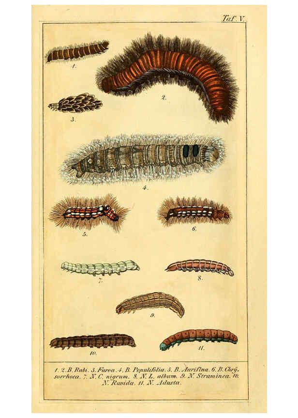 Reproducción/Reproduction 6029440773: Chronologischer Raupenkalender, oder, Naturgeschichte der europäischen Raupen Berlin :Im Verlage von Theodor Bade,1837