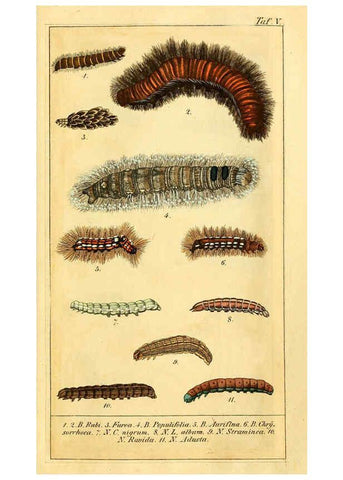 Reproducción/Reproduction 6029440773: Chronologischer Raupenkalender, oder, Naturgeschichte der europäischen Raupen Berlin :Im Verlage von Theodor Bade,1837